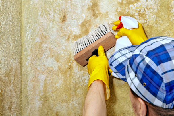 Best Black Mold Removal  in Mcnair, VA