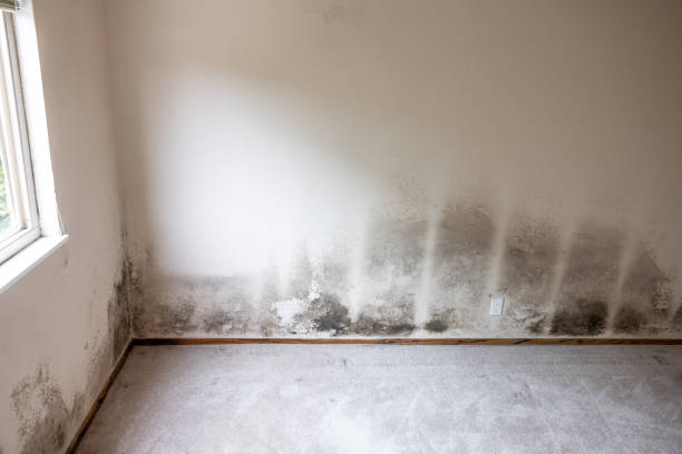 Asbestos and Lead Testing During Mold Inspection in Mcnair, VA