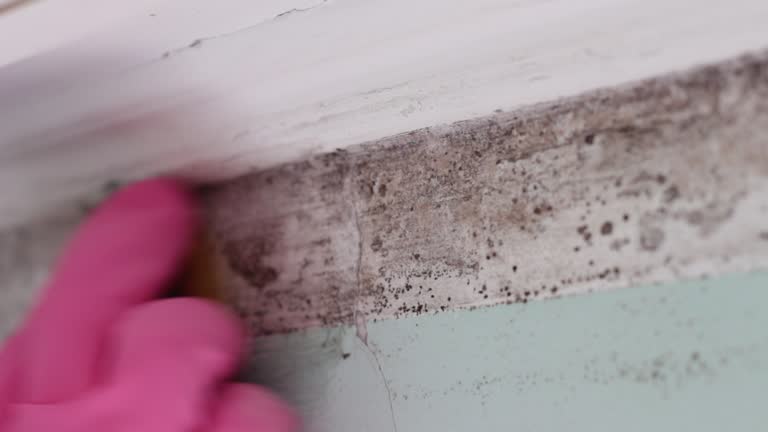 Professional Mold Inspection, Removal & Remediation in Mcnair, VA